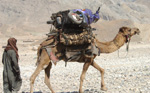 Afghan Camel