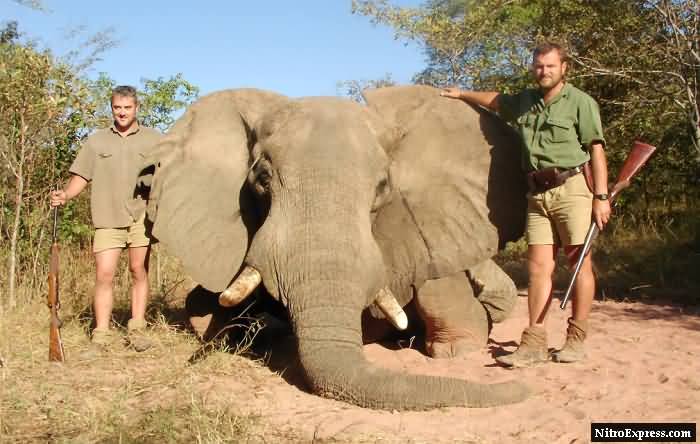 Member Ozhunter with a PAC Bull elephant from Zimbabwe