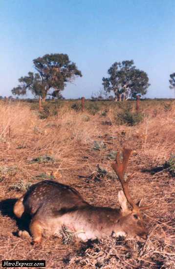 Fallow stag